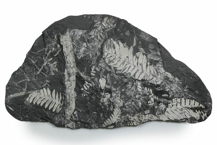 Fossil Seed Fern (Alethopteris & Pecopteris) Plate - Pennsylvania #352349